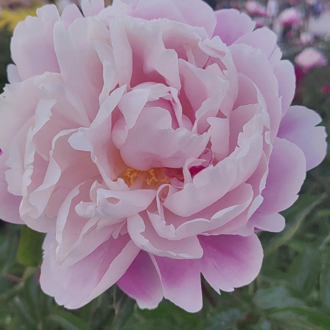 用户297181雨过彩虹