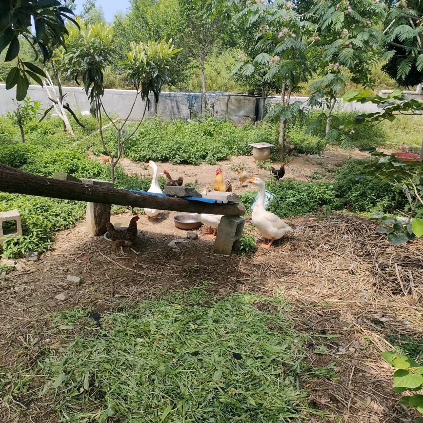 土满鲜36号农场（平头哥）