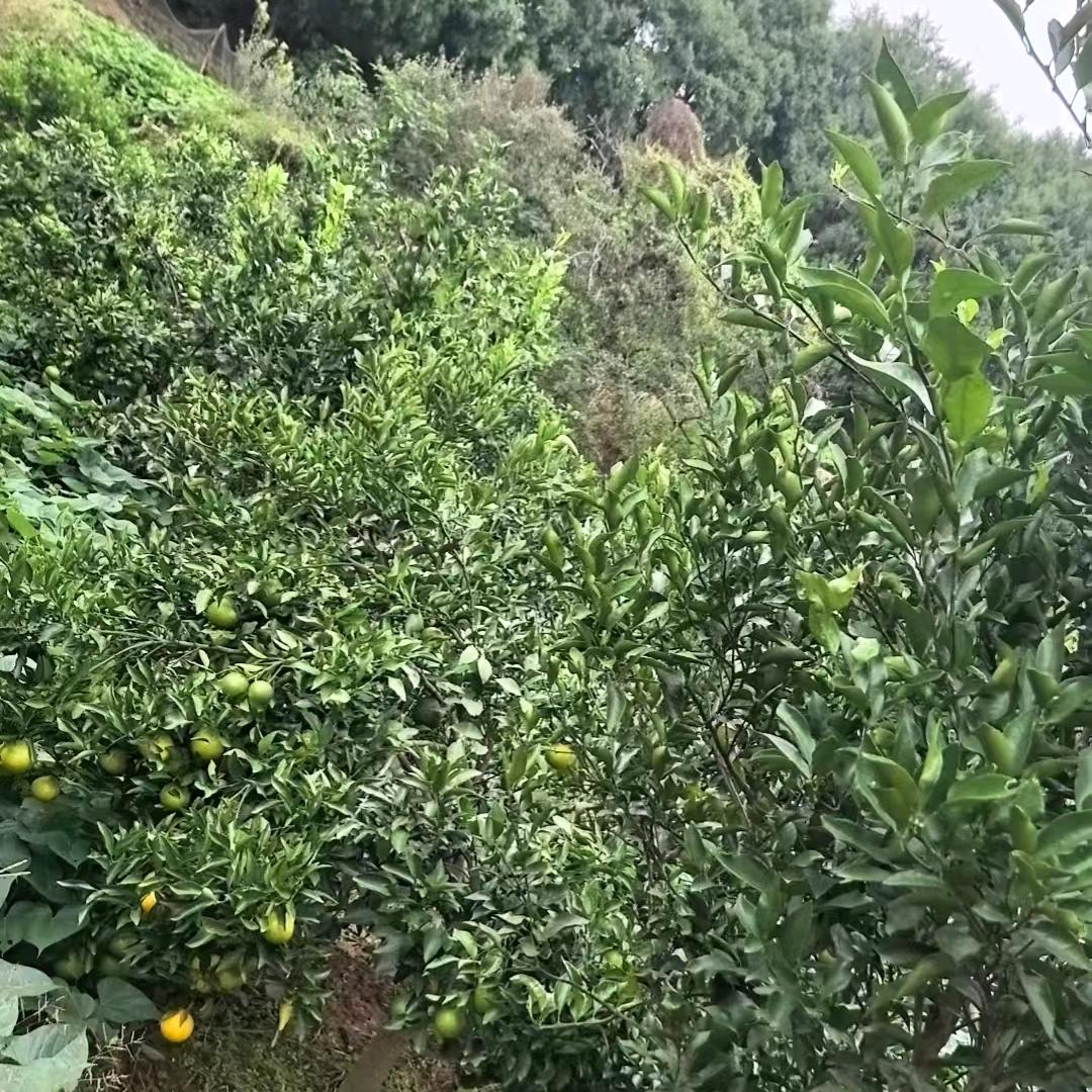 月月小玲