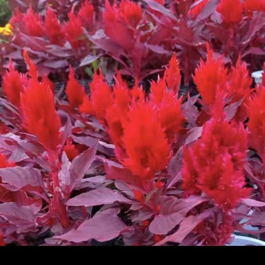 快乐宝贝<小号＞