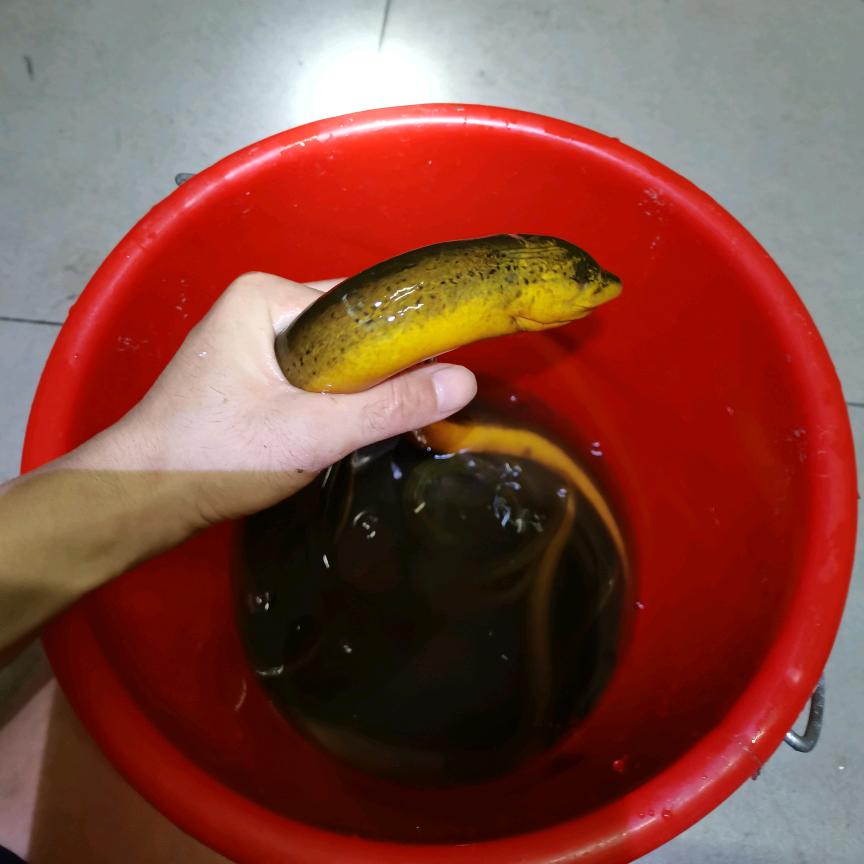 杠哥去钓鱼🐟