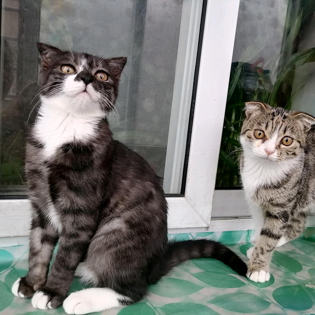 🍀招财小福星🍀