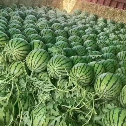 草原灰狼