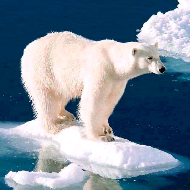 单身北极熊