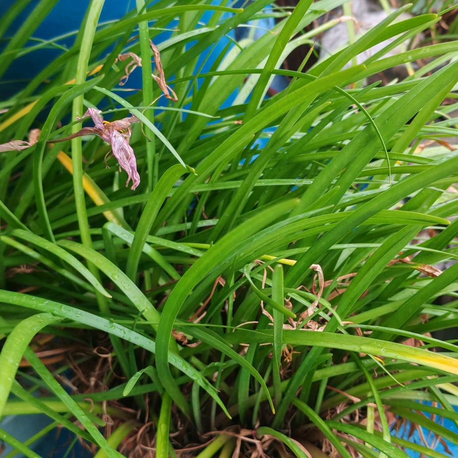 黑卤蛋