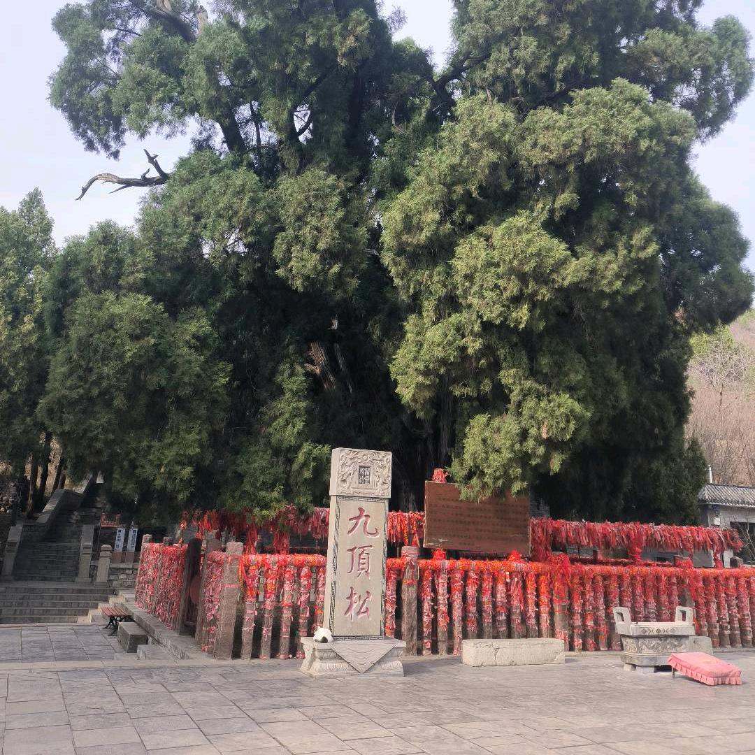 雪松~全龄眼护(源企)