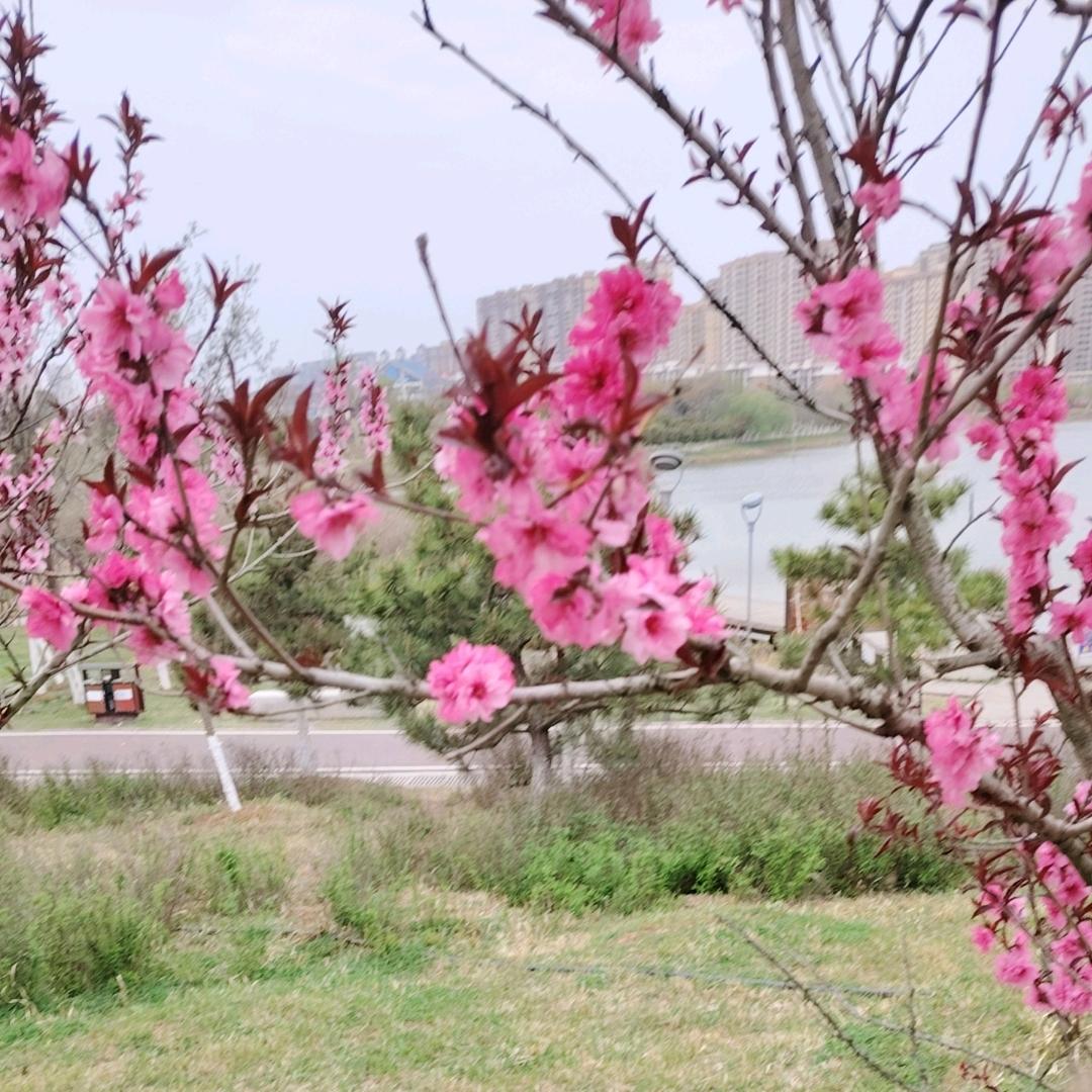 爱做饭的王妈妈