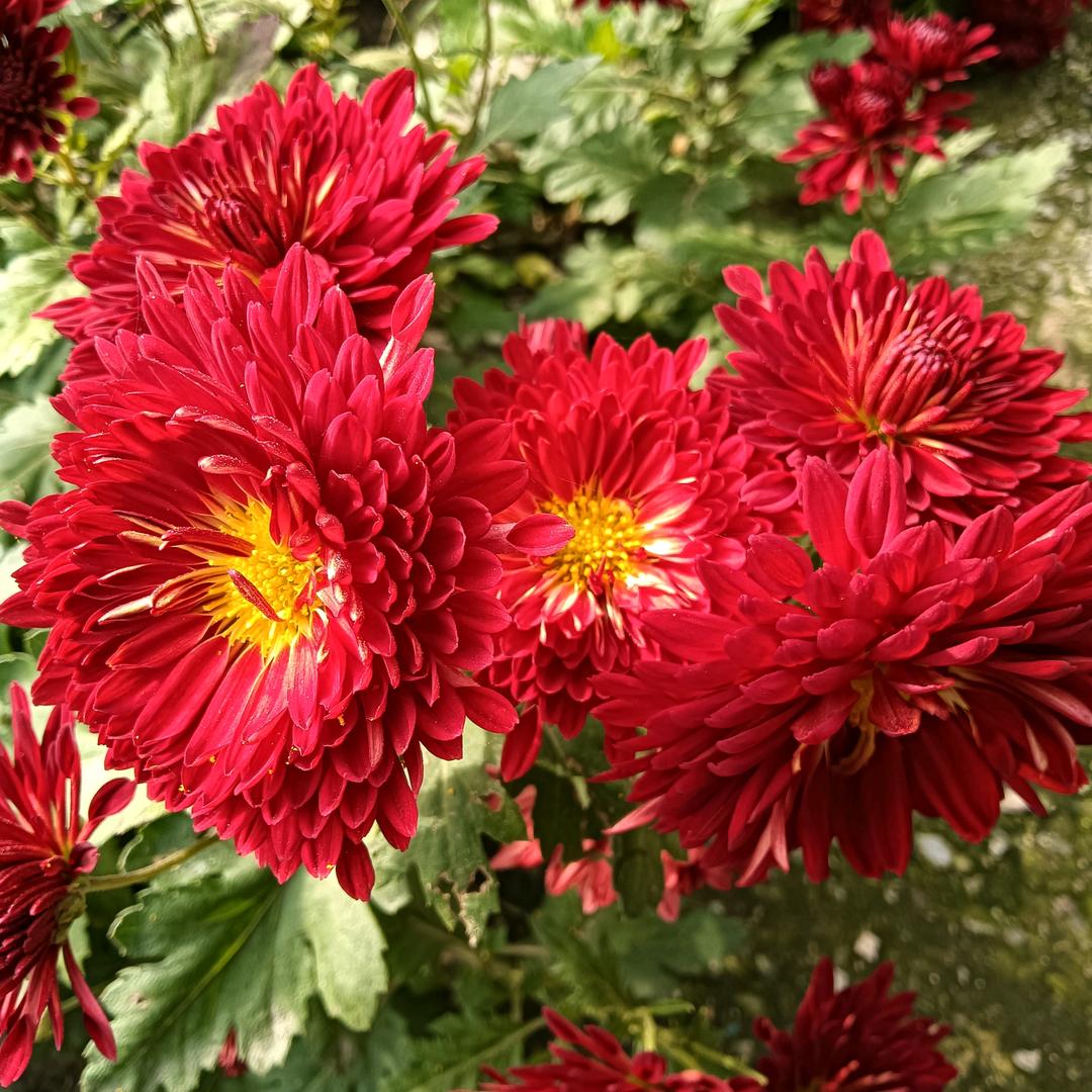 🦋人生如戏🌹亦如梦💔