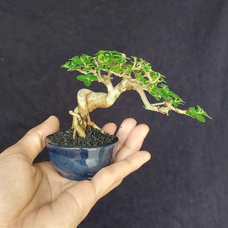 月月宝藏