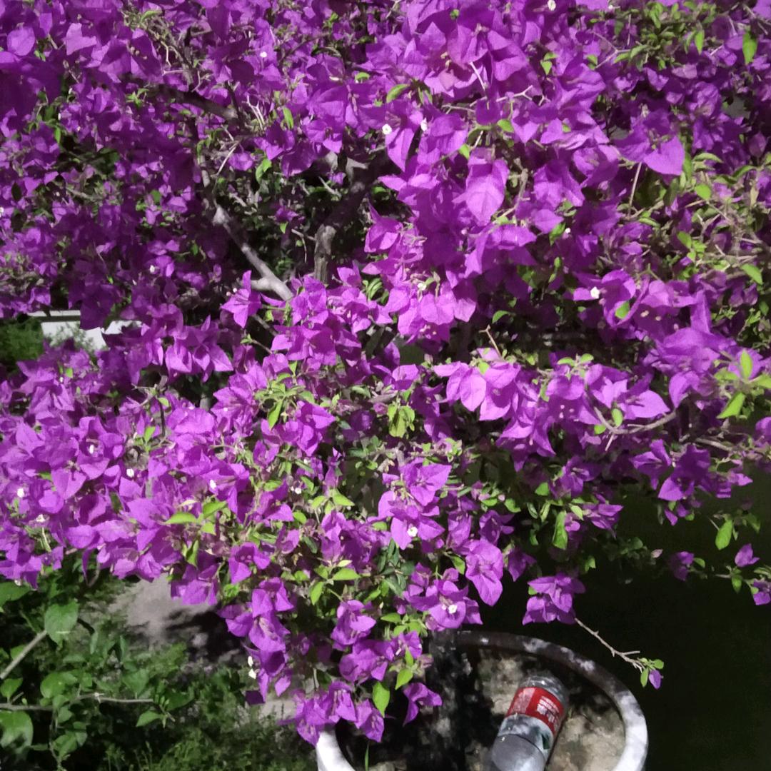 花仙子