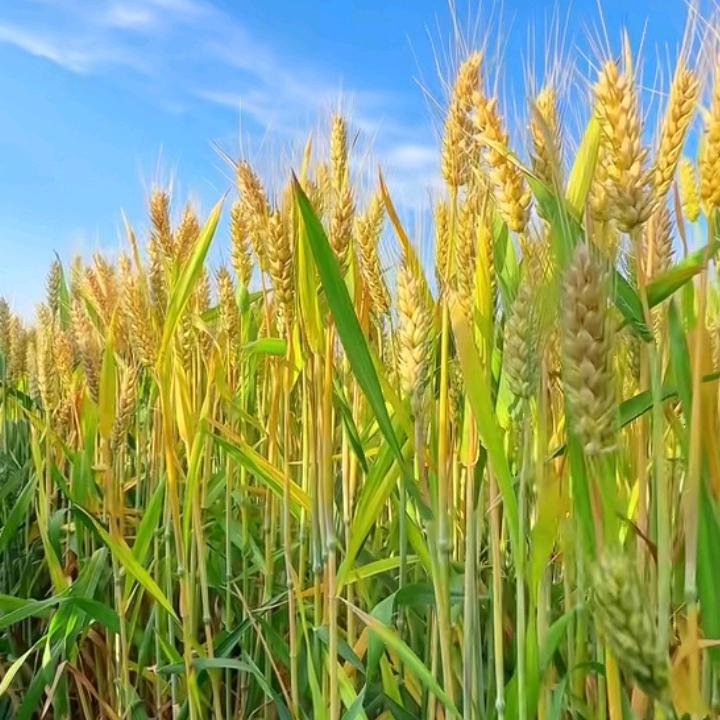 A梦想成真天之蓝