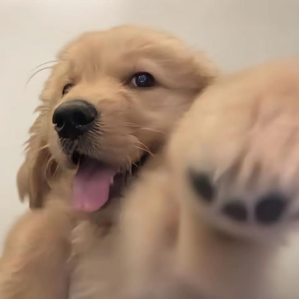 思雁栖.