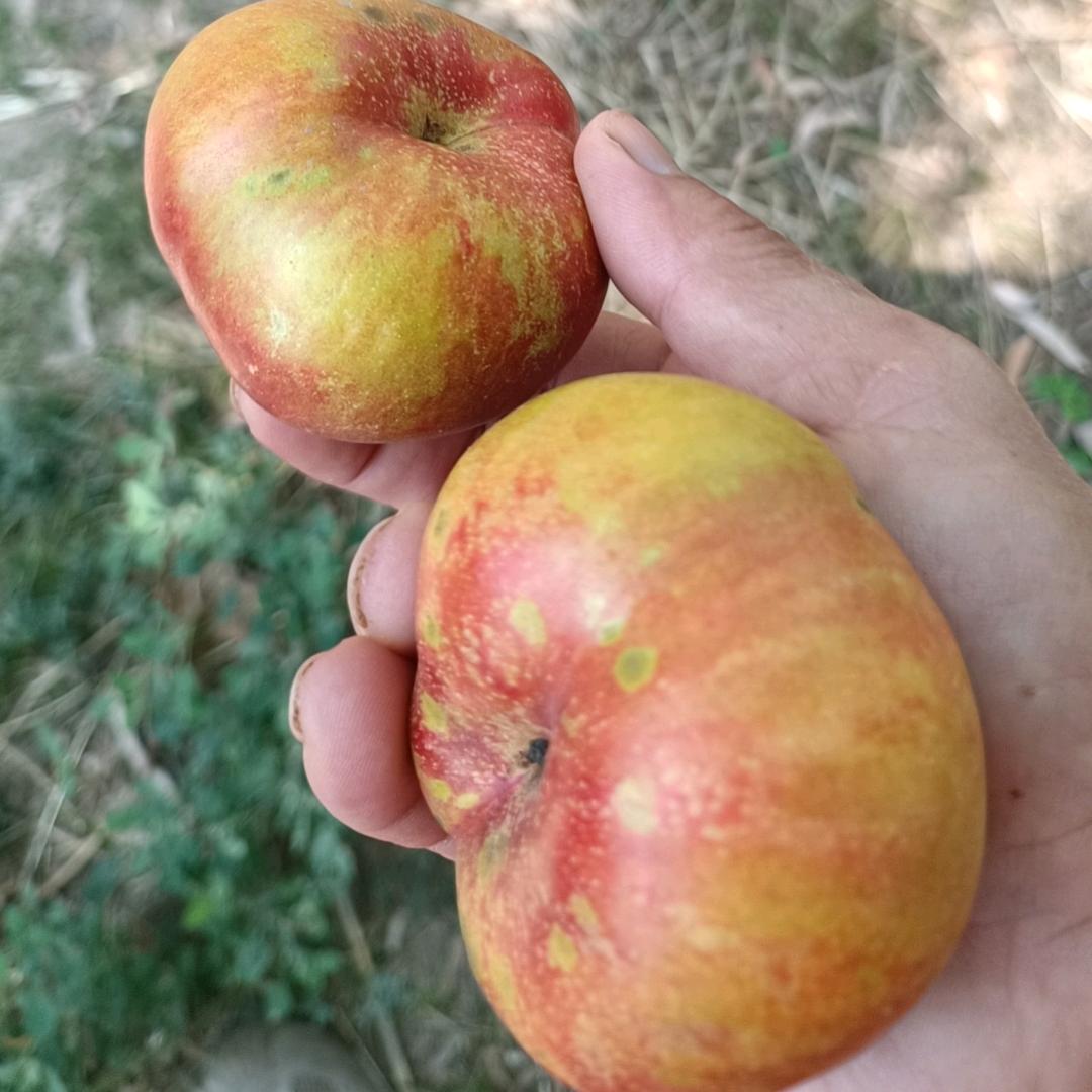 梦想果王