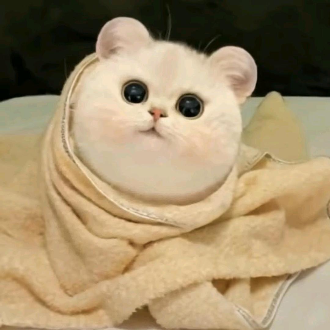 糯米团子🍙