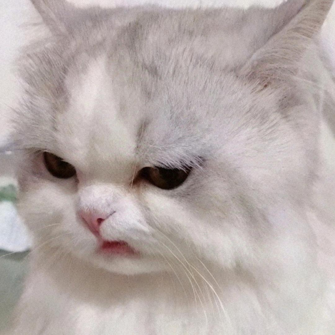 凝脂
