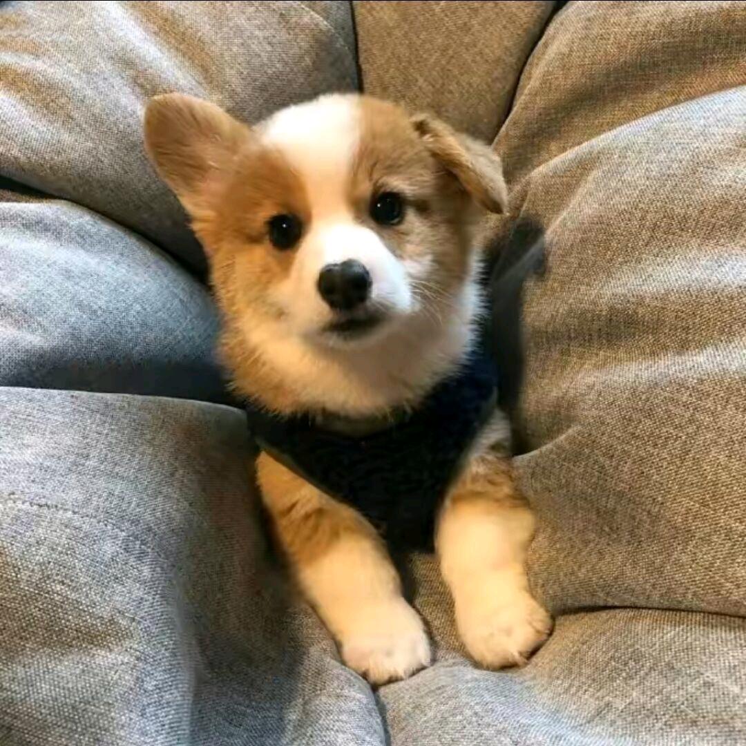 路小染（树一主人版）