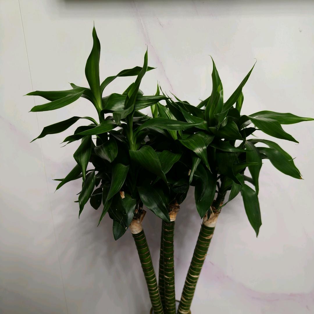 ꧔ꦿ℘简单💞就꧔ꦿ℘好💞᭄᪲ᩚ