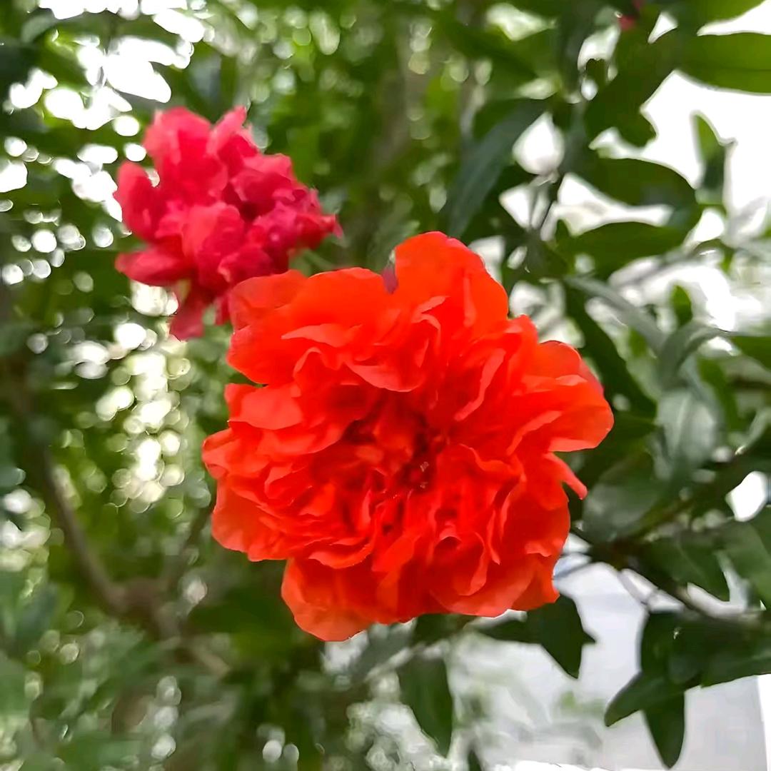 好花缘盆景