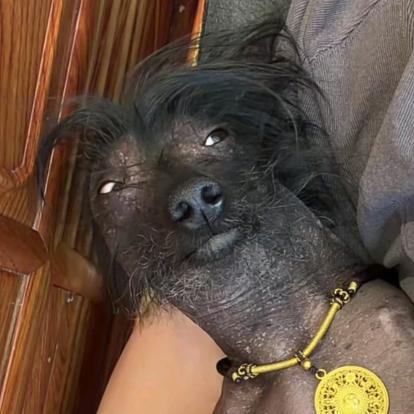 乖乖的狗🍀⁹⁹