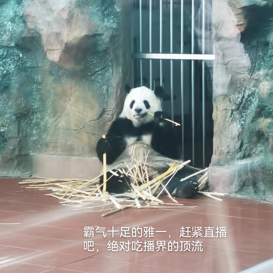 小🌈羊羊羊不shu羊啊