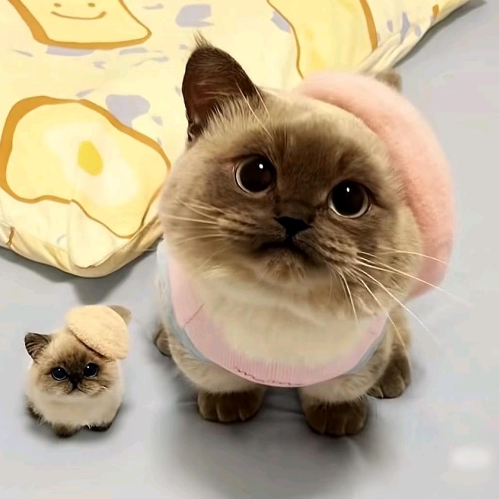 噜啦咧