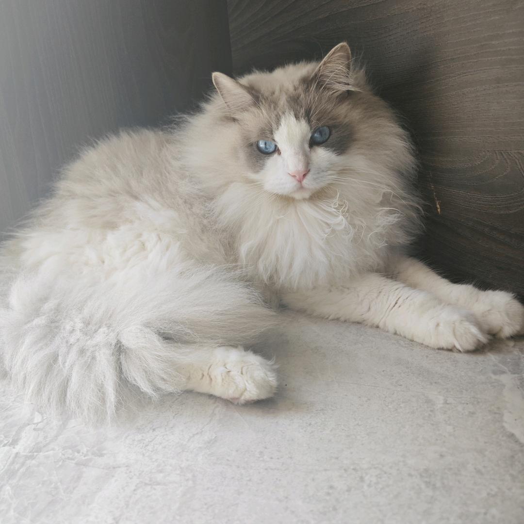 言书🐾