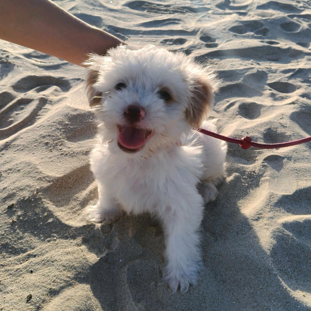 Nomi日记🐾