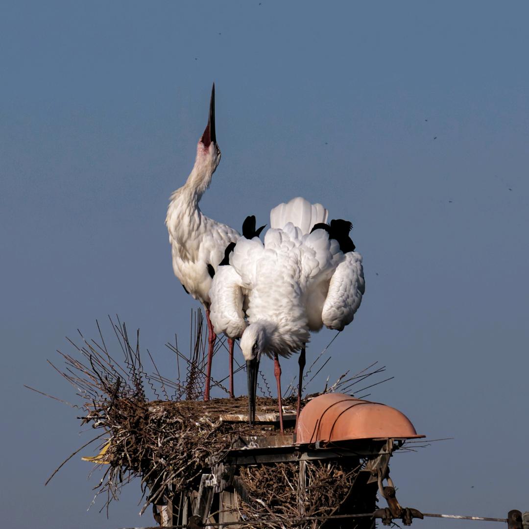 💥💫快乐飞鱼🐠