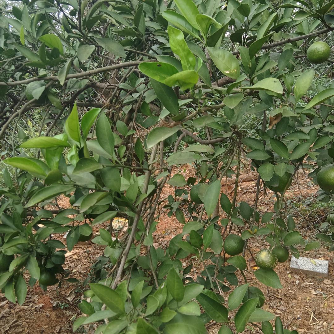 童子拜观音-花花看世界