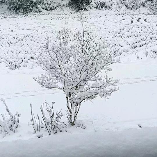 雪🌨️