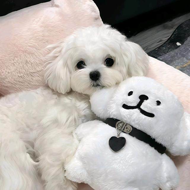 羊儿