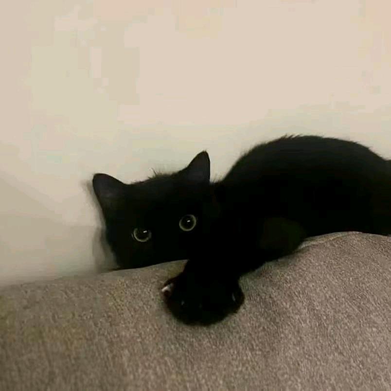 养只猫、