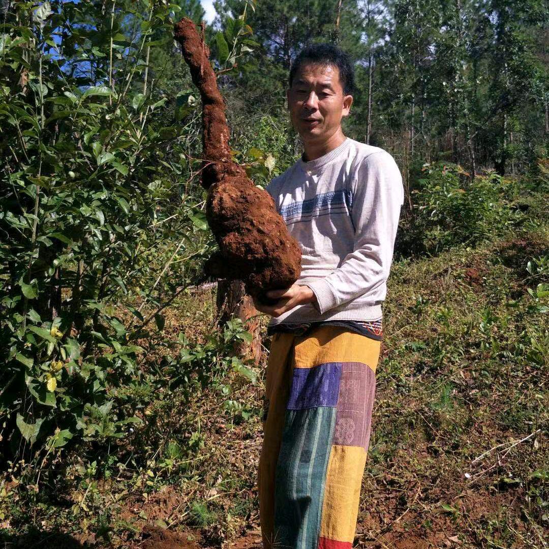 凉山水果批发