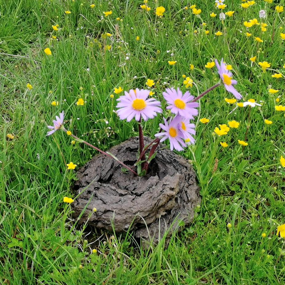 鲜花插在牛粪上