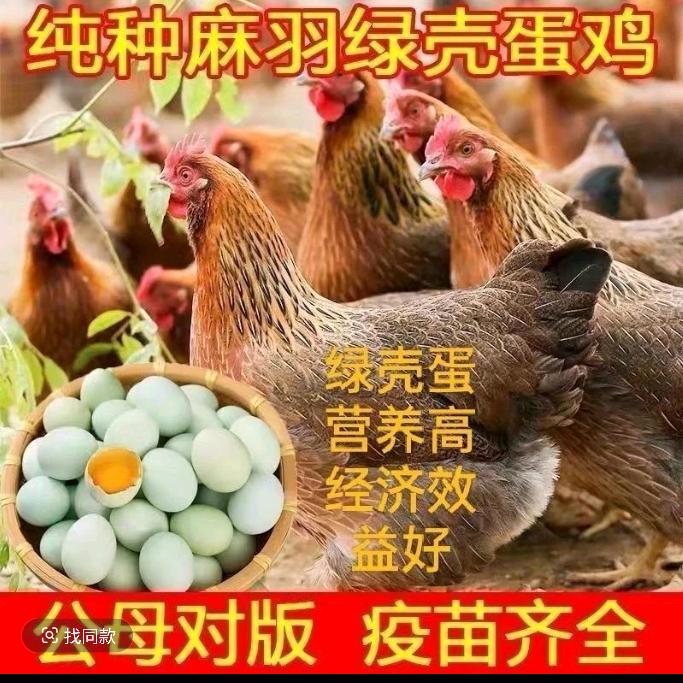 土鸡直发