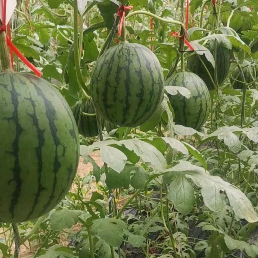 西瓜🍉蔬菜🥬代收