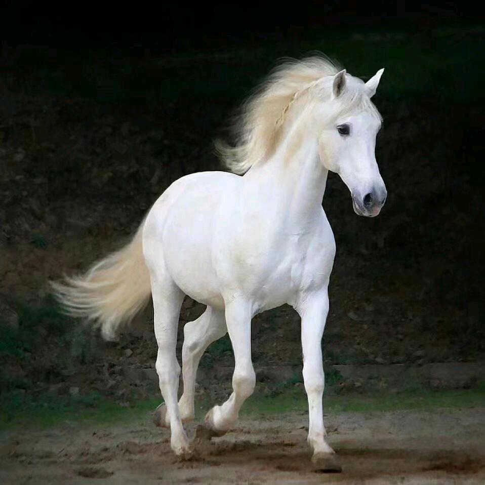 寒 刀  划 过 红 玫 瑰