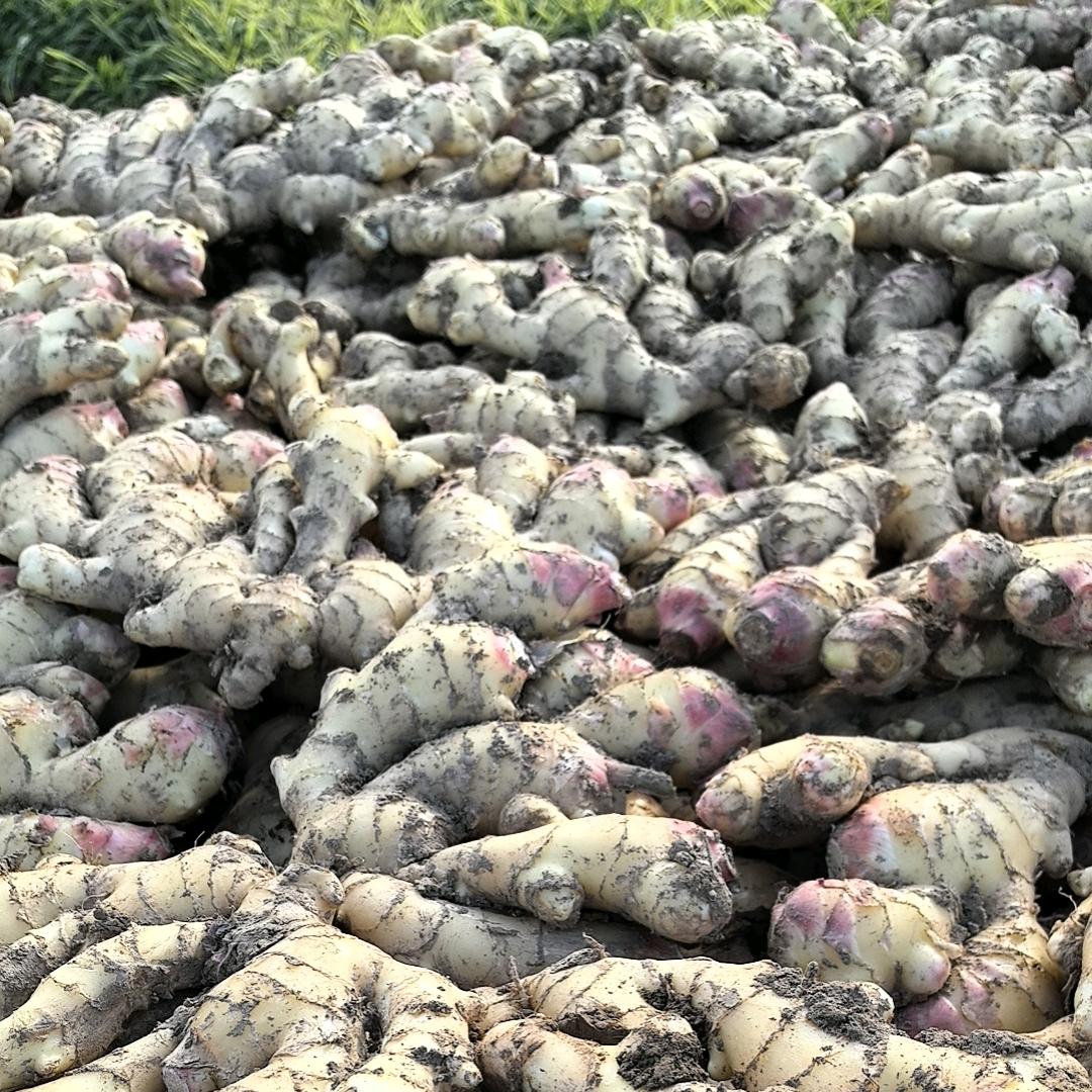 陕西地区产地蔬菜水果基地代收代销