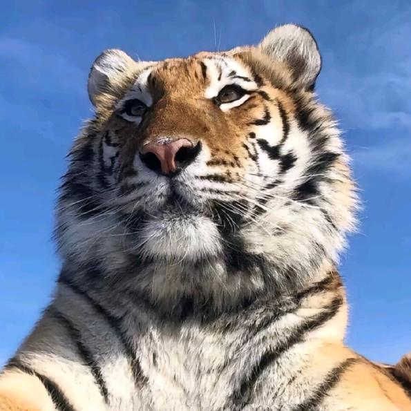 假装是S把M往死里打