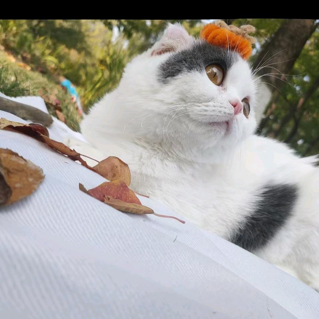 花开花落