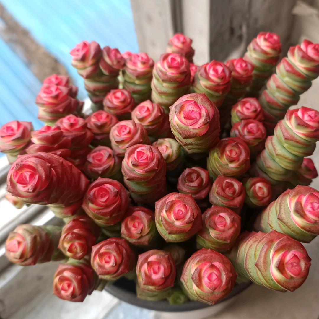桃花朵朵🌺🌺