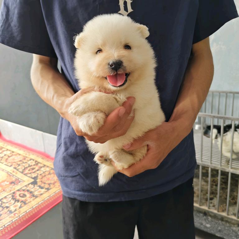 小田赏犬