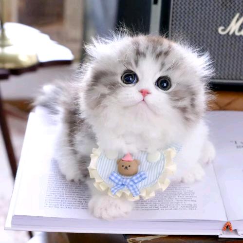古德猫宁