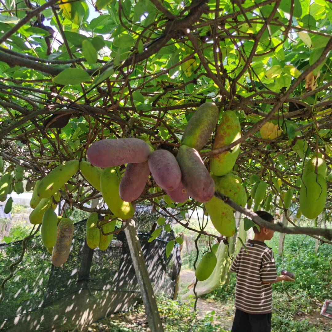 小赖的农村生活