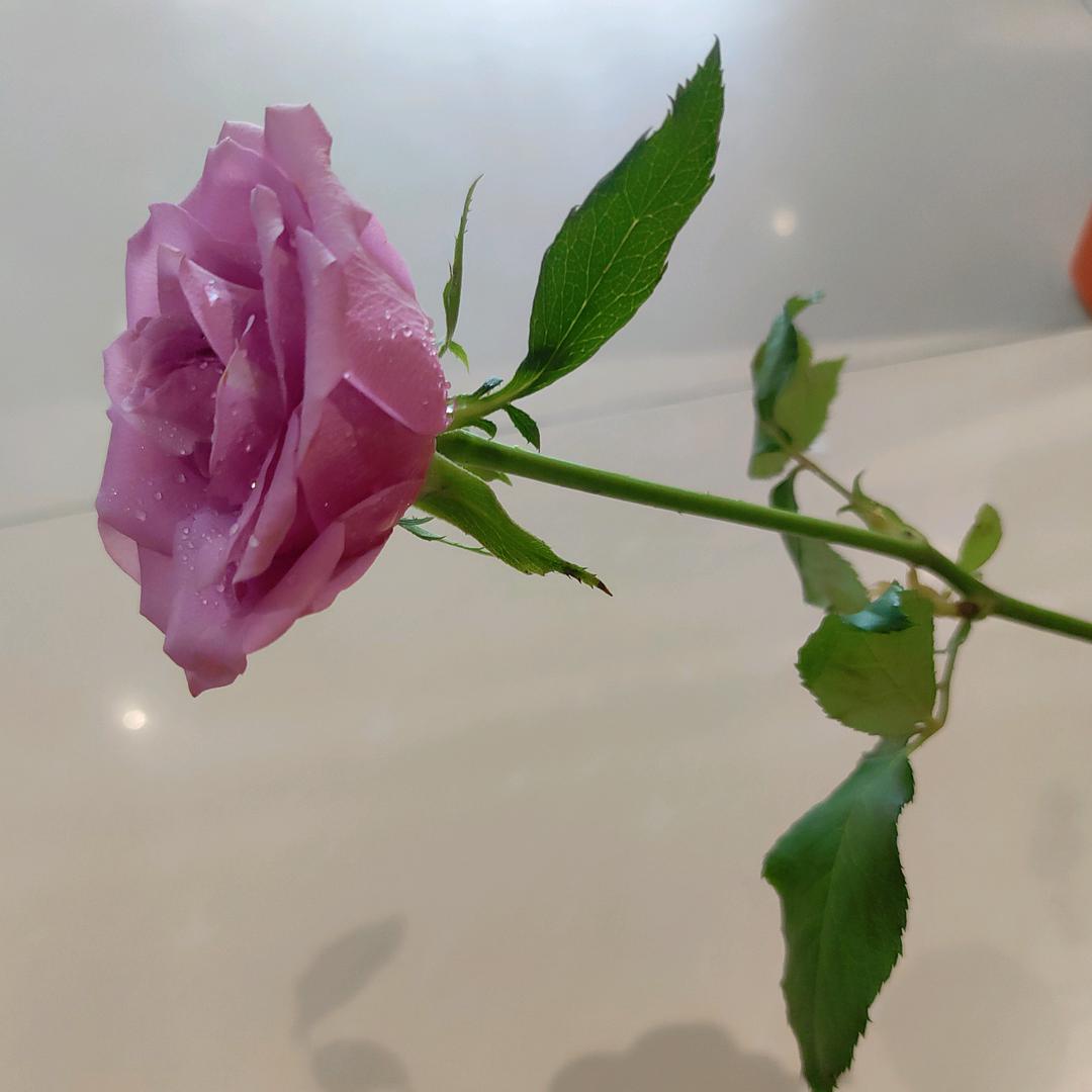 再见只是陌生人