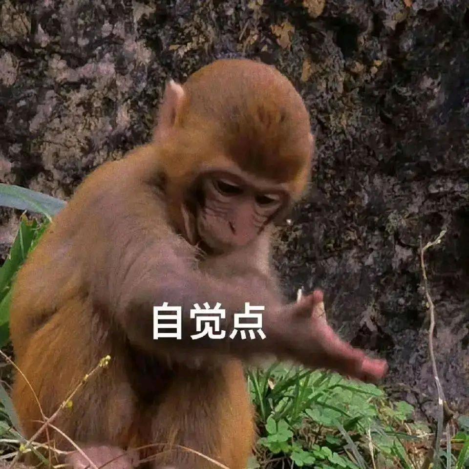 白鸽