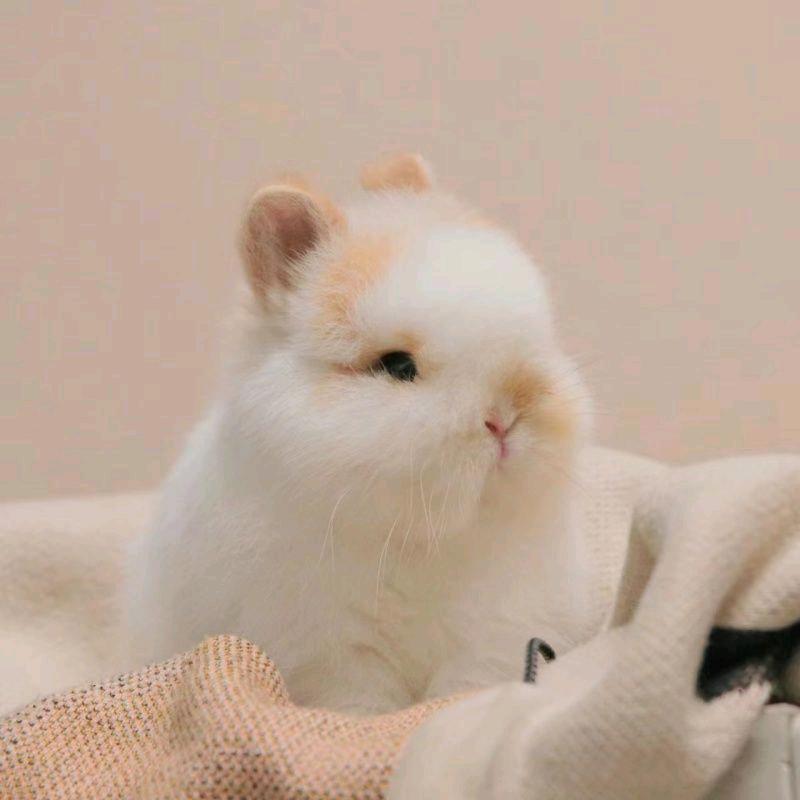 兔兔爱吃草萌宠屋企业店