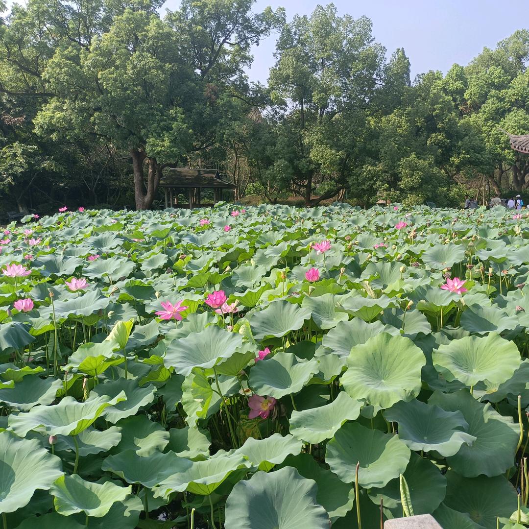 小苹果