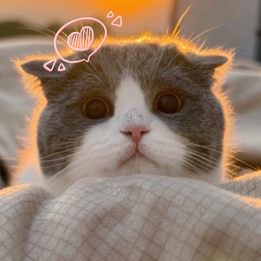 秃顶-熹贵妇💃