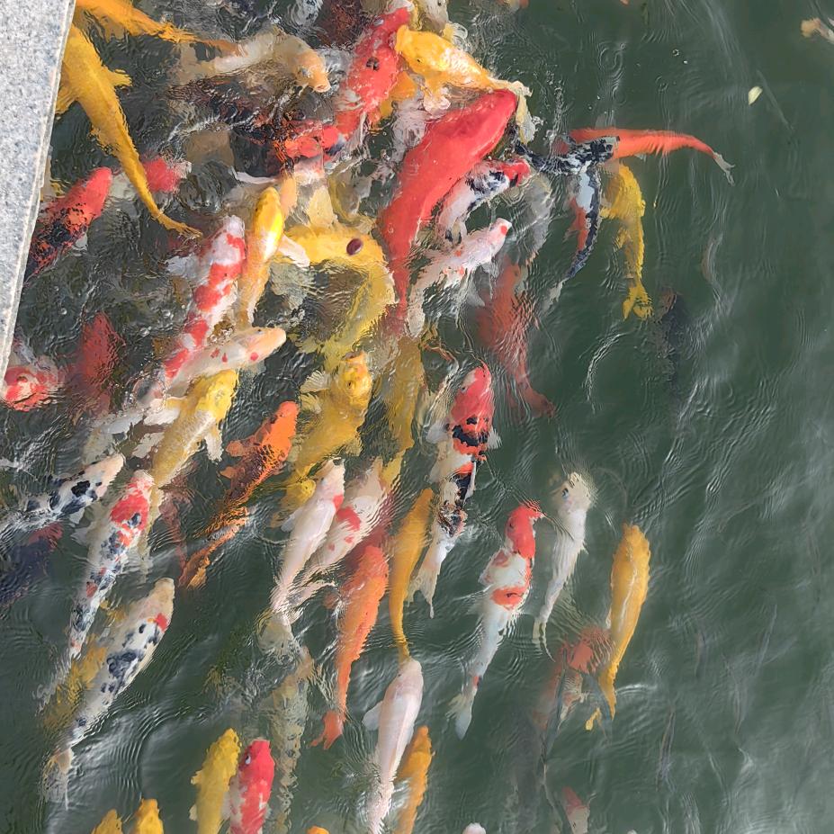 🇨🇳梦里啥都有🇨🇳